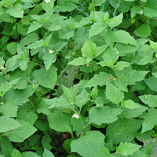 Gewöhnliche Blasenkirsche / Physalis alkekengi