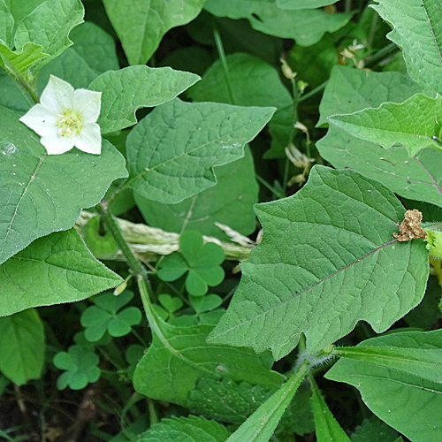 Gewöhnliche Blasenkirsche / Physalis alkekengi