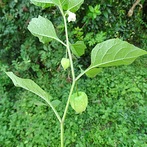 Gewöhnliche Blasenkirsche / Physalis alkekengi