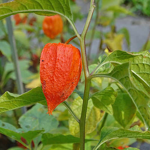 Gewöhnliche Blasenkirsche / Physalis alkekengi