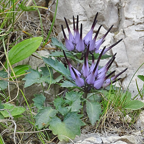 Schopfige Teufelskralle / Physoplexis comosa