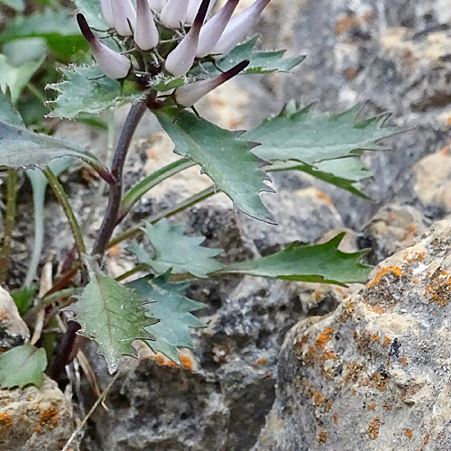 Schopfige Teufelskralle / Physoplexis comosa