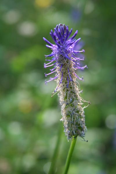 Betonienblättrige Rapunzel / Phyteuma betonicifolium