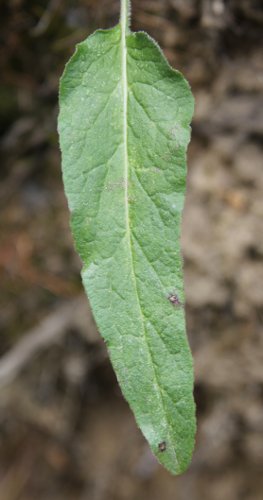 Betonienblättrige Rapunzel / Phyteuma betonicifolium