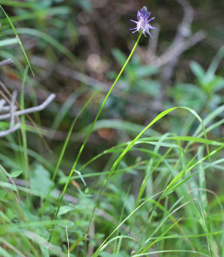 Betonienblättrige Rapunzel / Phyteuma betonicifolium