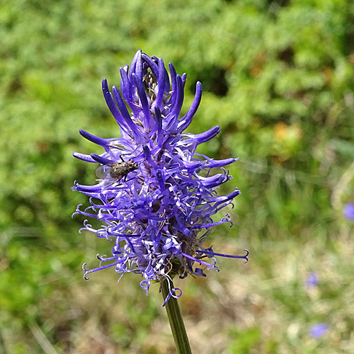 Betonienblättrige Rapunzel / Phyteuma betonicifolium