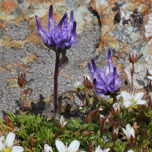 Piemonteser Kugelblumen-Rapunzel / Phyteuma globulariifolium subsp. pedemontanum