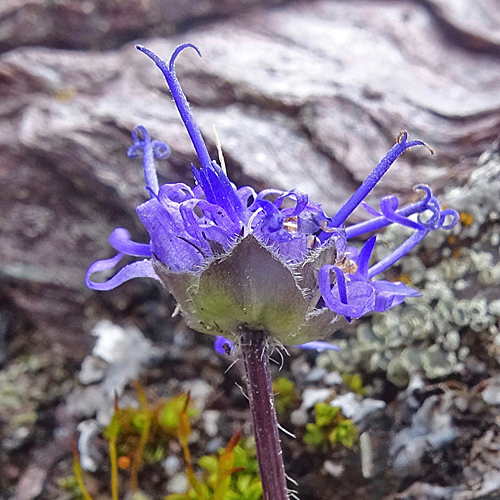 Piemonteser Kugelblumen-Rapunzel / Phyteuma globulariifolium subsp. pedemontanum