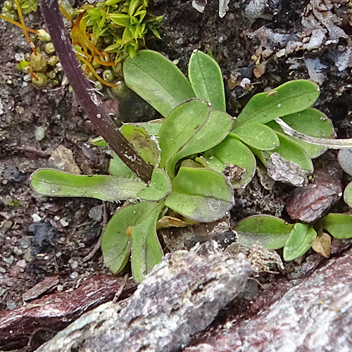 Piemonteser Kugelblumen-Rapunzel / Phyteuma globulariifolium subsp. pedemontanum