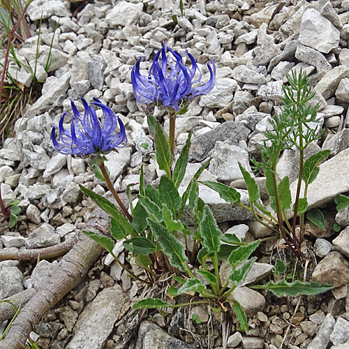 Siebers Rapunzel / Phyteuma sieberi