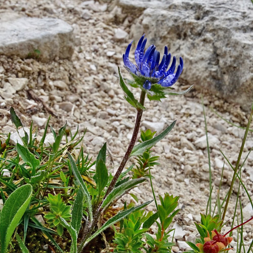 Siebers Rapunzel / Phyteuma sieberi