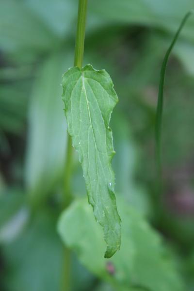 Ährige Rapunzel / Phyteuma spicatum