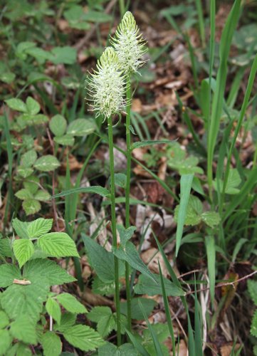 Ährige Rapunzel / Phyteuma spicatum