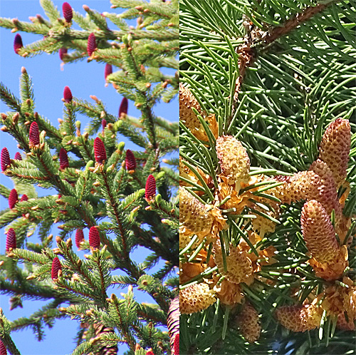 Fichte / Picea abies