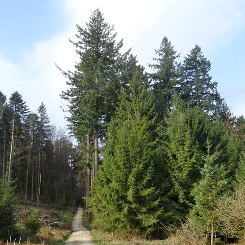 Fichte / Picea abies