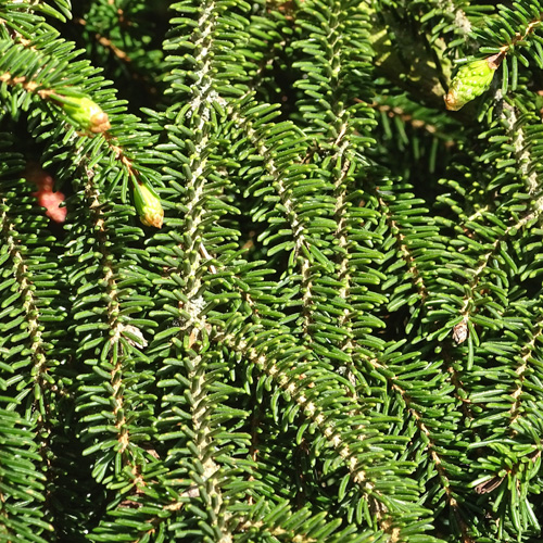 Fichte / Picea abies