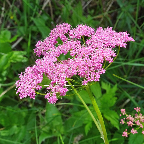 Grosse Bibernelle / Pimpinella major