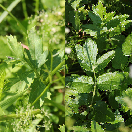 Grosse Bibernelle Pimpinella Major Blaetter Aus Dem Online Herbarium Von Ursula Burri