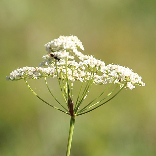 Gewöhnliche Kleine Bibernelle / Pimpinella saxifraga