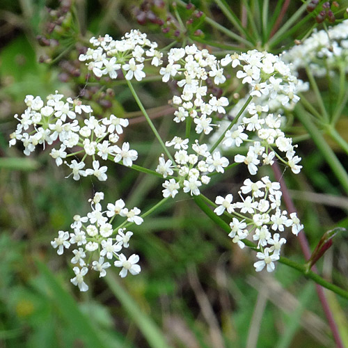 Gewöhnliche Kleine Bibernelle / Pimpinella saxifraga