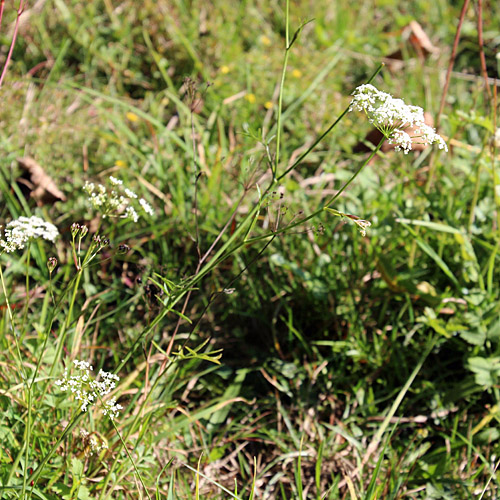 Gewöhnliche Kleine Bibernelle / Pimpinella saxifraga