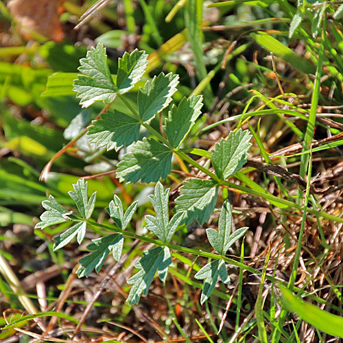 Gewöhnliche Kleine Bibernelle / Pimpinella saxifraga