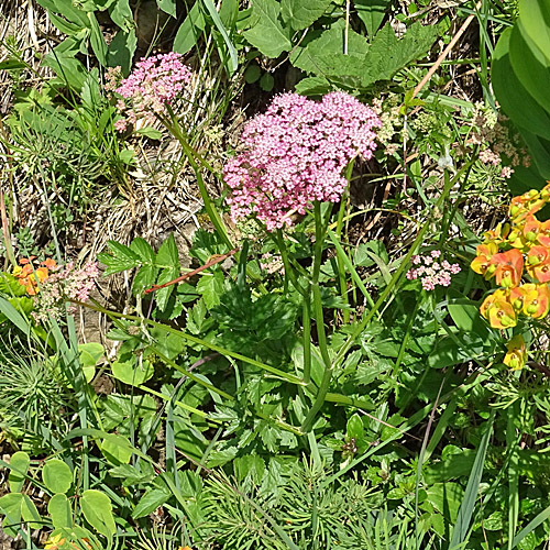 Grosse Bibernelle / Pimpinella major