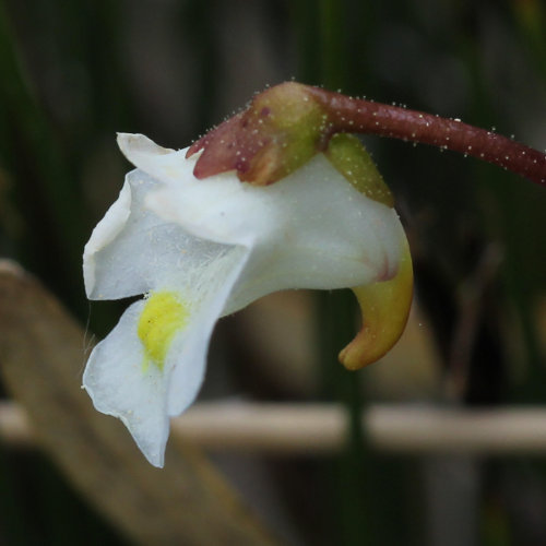 Alpen-Fettblatt / Pinguicula alpina