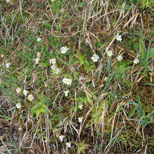 Alpen-Fettblatt / Pinguicula alpina