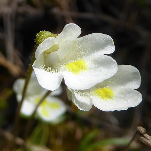 Alpen-Fettblatt / Pinguicula alpina