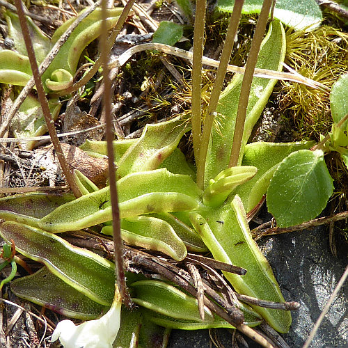 Alpen-Fettblatt / Pinguicula alpina