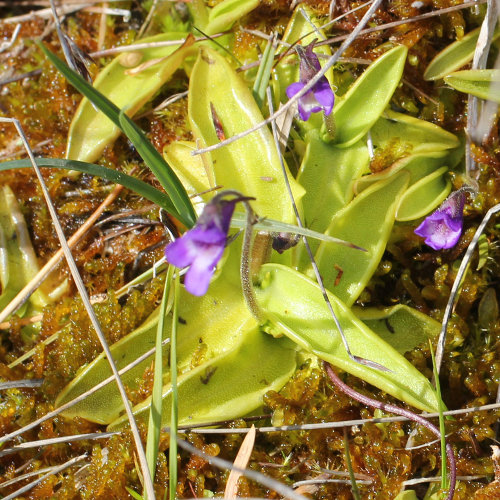 Gemeines Fettblatt / Pinguicula vulgaris