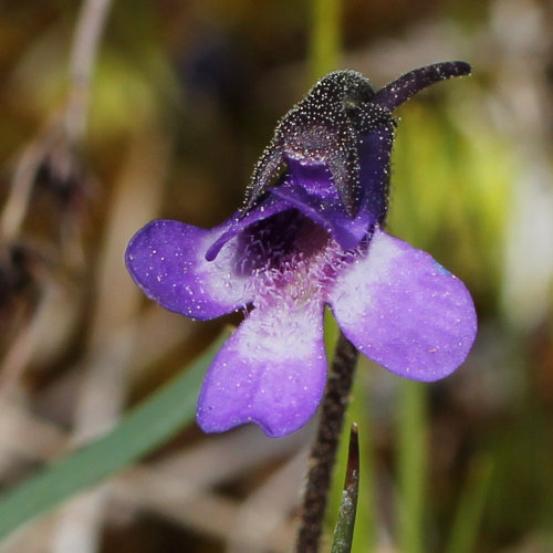 Gemeines Fettblatt / Pinguicula vulgaris