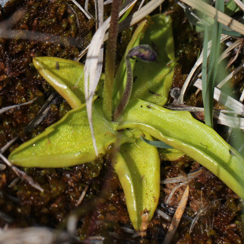 Gemeines Fettblatt / Pinguicula vulgaris