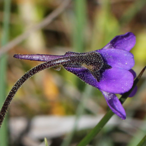 Gemeines Fettblatt / Pinguicula vulgaris