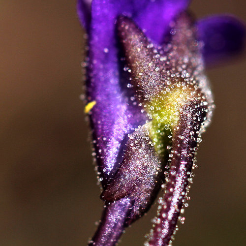 Gemeines Fettblatt / Pinguicula vulgaris