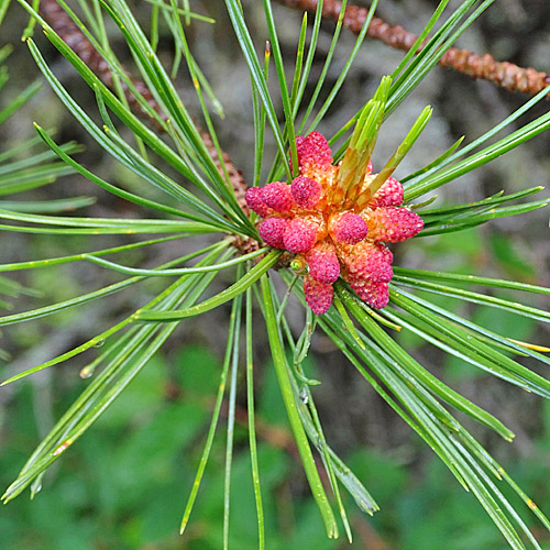 Arve / Pinus cembra