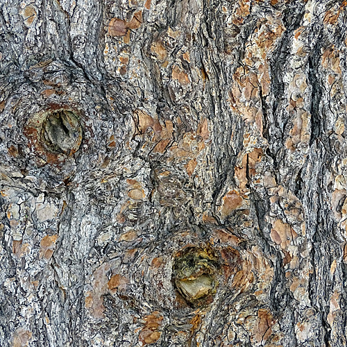 Arve / Pinus cembra