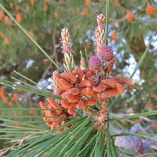 Aleppo-Kiefer / Pinus halepensis