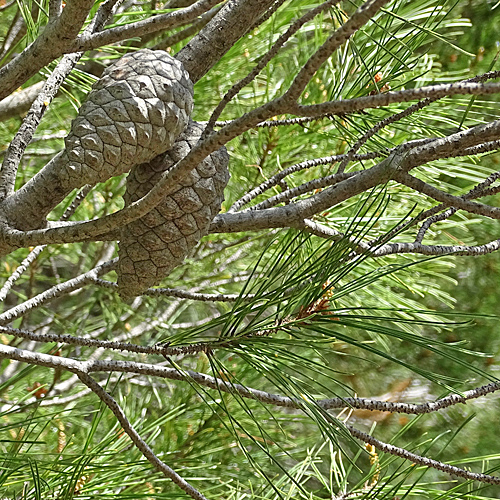 Aleppo-Kiefer / Pinus halepensis