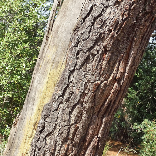 Aleppo-Kiefer / Pinus halepensis