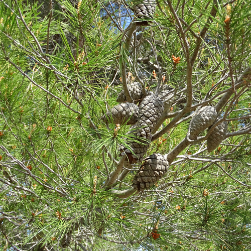 Aleppo-Kiefer / Pinus halepensis