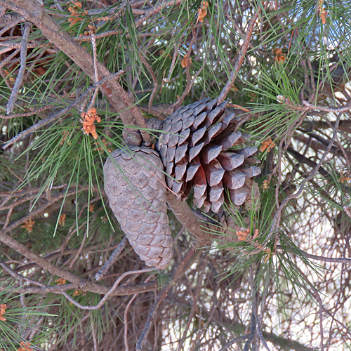 Aleppo-Kiefer / Pinus halepensis