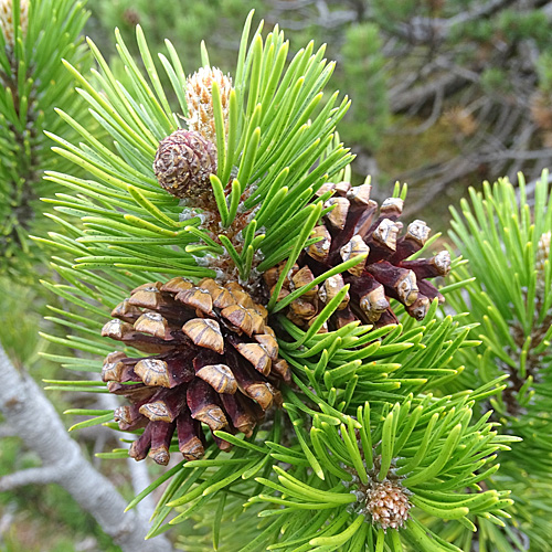 Leg-Föhre / Pinus mugo
