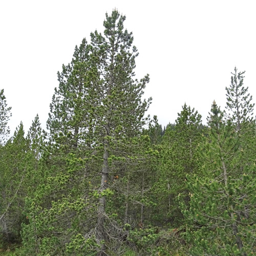 Aufrechte Berg-Föhre / Pinus mugo subsp. uncinata