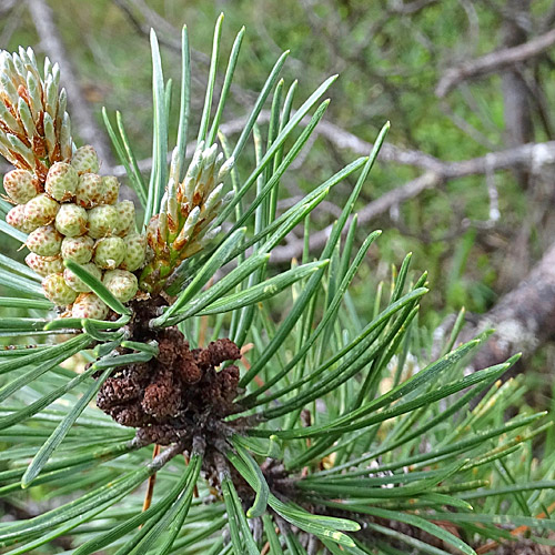 Aufrechte Berg-Föhre / Pinus mugo subsp. uncinata