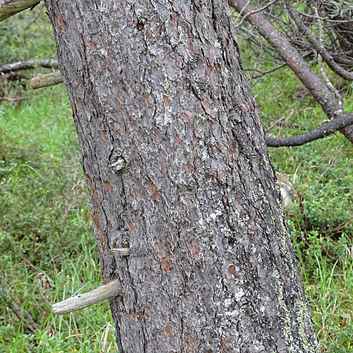 Aufrechte Berg-Föhre / Pinus mugo subsp. uncinata