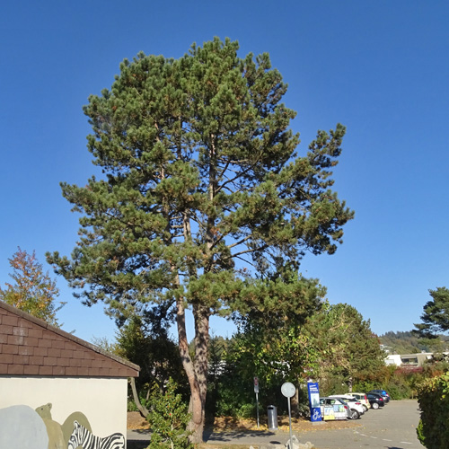 Schwarz-Föhre / Pinus nigra