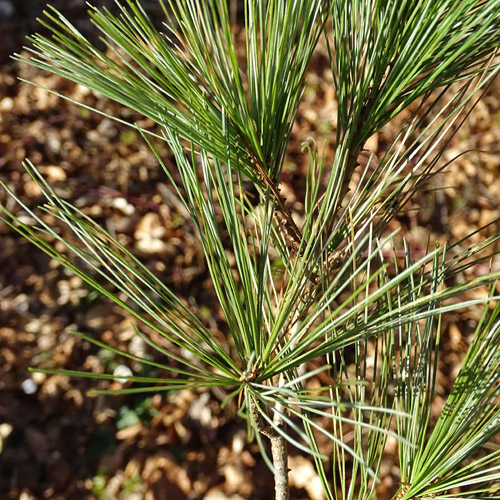 Weymouths-Kiefer / Pinus strobus