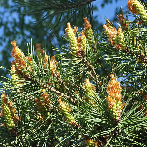 Wald-Föhre / Pinus sylvestris